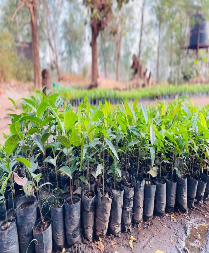 Fruit tree seedlings in the nursery